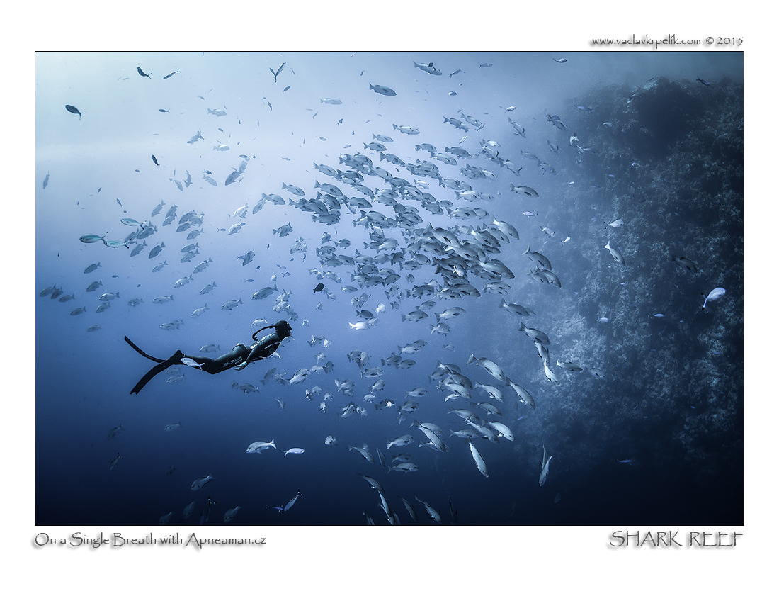 Shark reef.jpg