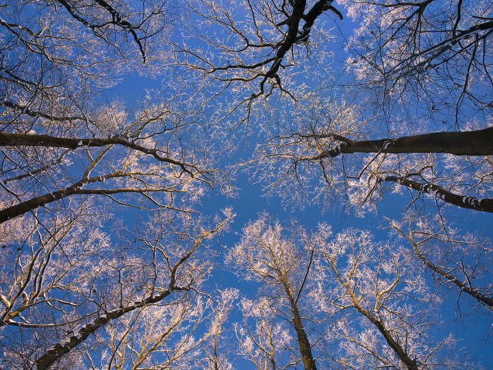 014 Jan Bainar 16 Frozen Treetops.jpg