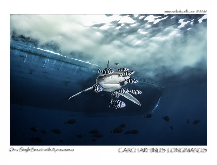 Carcharhinus Longimanus.jpg