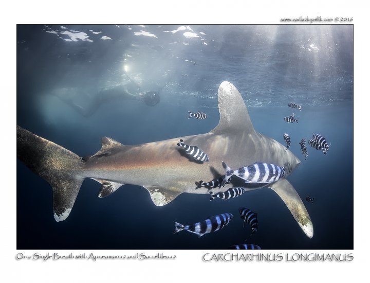 Carcharhinus Longimanus2.jpg