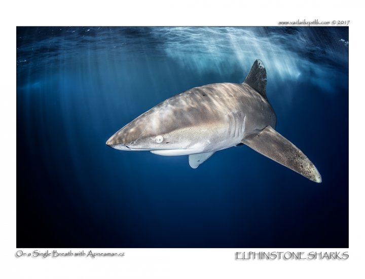 Elphinstone Sharks.jpg