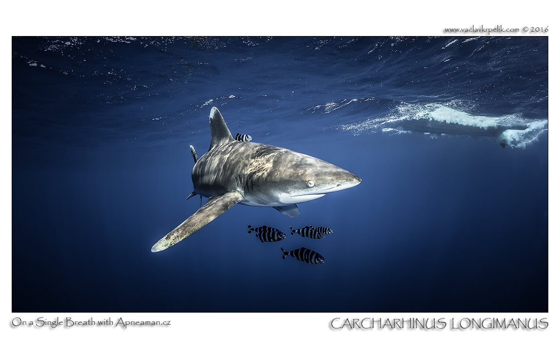Carcharhinus Longimanus III.jpg