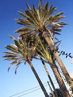 palmy (ilustrační obrázek)