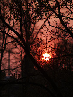 Západ Slunce mezi stromy