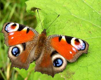 makrofotografie motýla