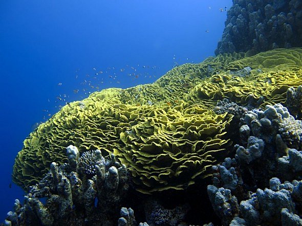 Větevník žlutý neboli salátový korál u ústí zátoky (průměr několik metrů)