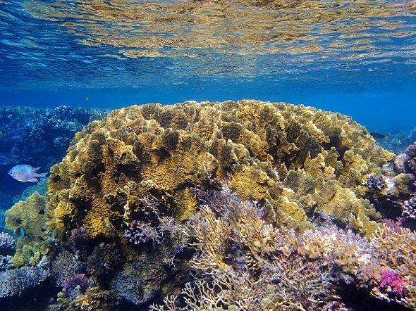 Korálové útesy se vyhřívají (teplota vody 32°)
