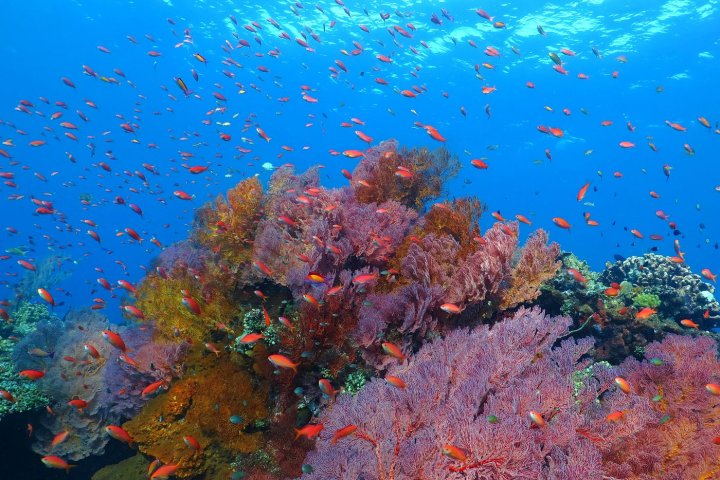 Pestré korály a ryby na útesu u pláže Lipah