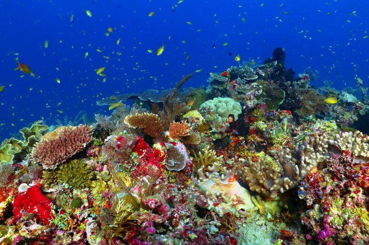 Korálové útesy jsou neskutečně pestré.